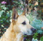 Dog Behavior Training