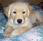 Puppy Training Basics