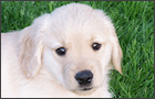 Puppy Training