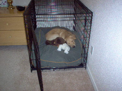 Is my dog's crate too small? If so, I'll get another one today. :  r/Dogtraining