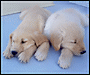 Puppy Socialization - Why Socialize A Puppy?